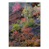 Herbstfarben rund um (Vorne)