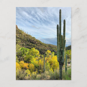 Herbstfarben Saguaro Sabino Canyon Postkarte