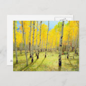 Herbstfarben von Aspen 4 Postkarte (Vorne/Hinten)