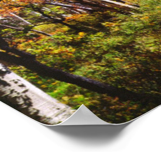 Herbstfarben von Aspen 5 Poster (Ecke)