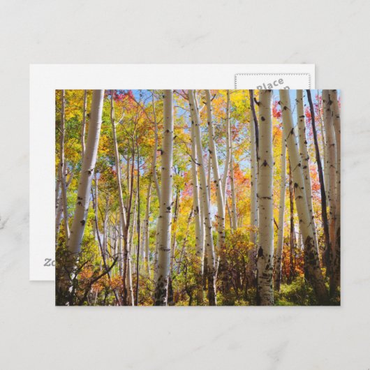 Herbstfarben von Aspen 5 Postkarte (Vorne/Hinten)
