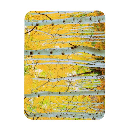 Herbstfarben von Aspen-Bäumen 1 Magnet (Vertikal)