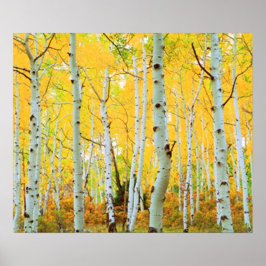 Herbstfarben von Aspen-Bäumen 1 Poster (Vorne)