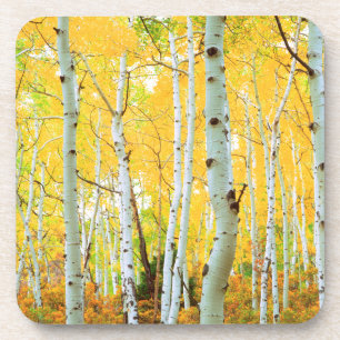 Herbstfarben von Aspen-Bäumen 1 Untersetzer