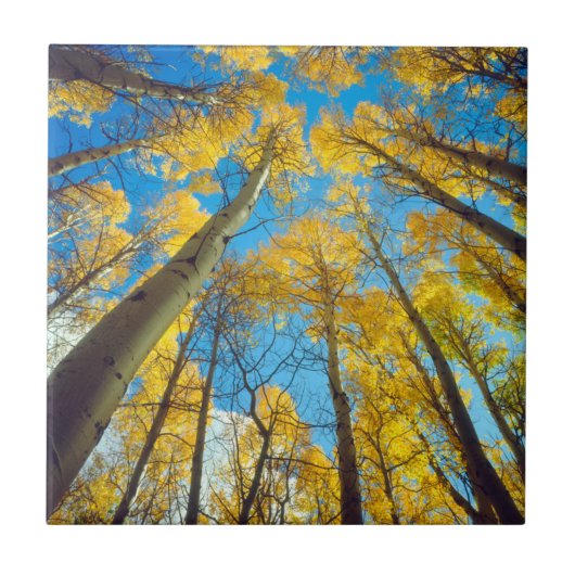 Herbstfarben von Aspen-Bäumen 2 Fliese (Vorderseite)