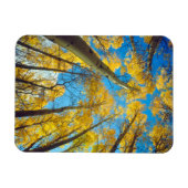 Herbstfarben von Aspen-Bäumen 2 Magnet (Horizontal)