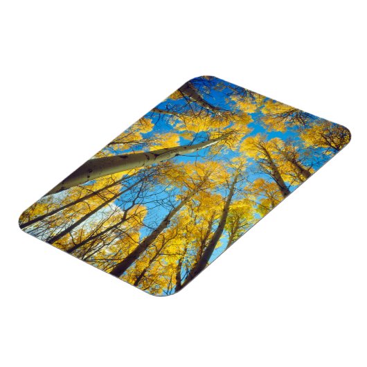 Herbstfarben von Aspen-Bäumen 2 Magnet (Linke Seite)