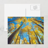 Herbstfarben von Aspen-Bäumen 2 Postkarte (Vorne/Hinten)