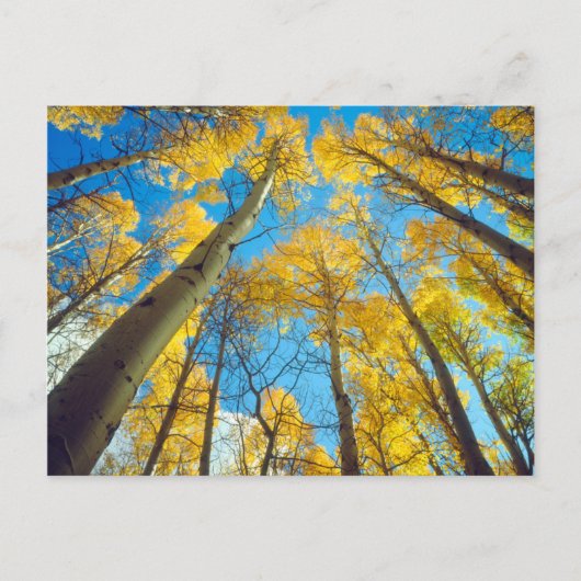 Herbstfarben von Aspen-Bäumen 2 Postkarte (Vorderseite)