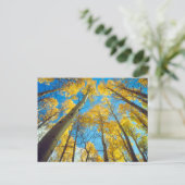Herbstfarben von Aspen-Bäumen 2 Postkarte (Stehend Vorderseite)