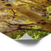 Herbstfarben von Aspen-Bäumen 3 Poster (Ecke)