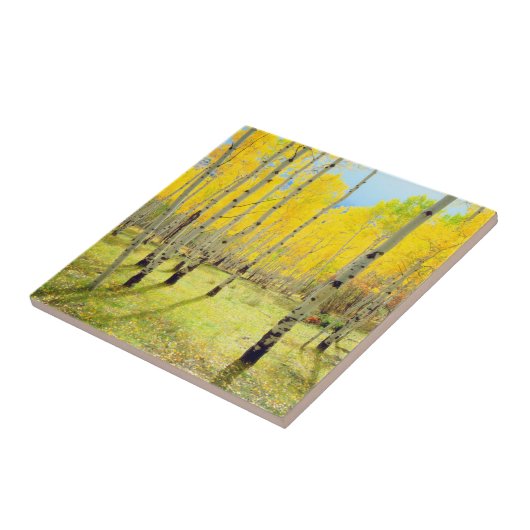 Herbstfarben von Aspen-Bäumen 4 Fliese (Seite)