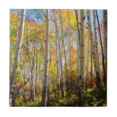 Herbstfarben von Aspen-Bäumen 5 Fliese (Vorderseite)