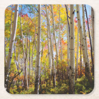 Herbstfarben von Aspen-Bäumen 5