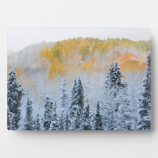 Herbstfarben von Aspens & Fresh Snow Keebler Pass Fotoplatte (Vorderseite)