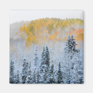 Herbstfarben von Aspens & Fresh Snow Keebler Pass Magnet