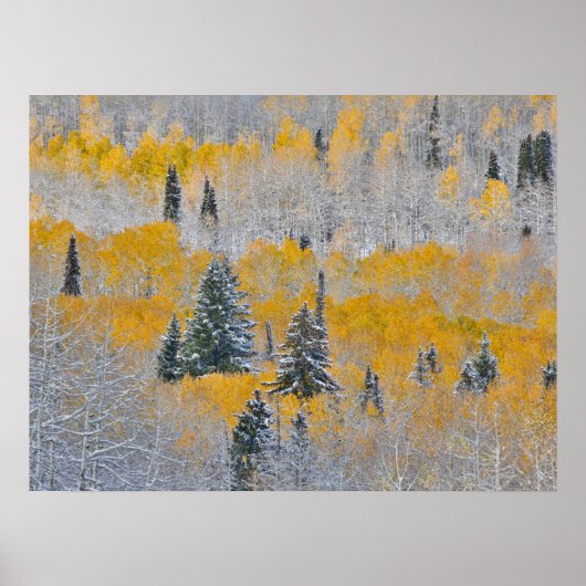 Herbstfarben von Aspens & Fresh Snow Keebler Pass Poster (Vorne)
