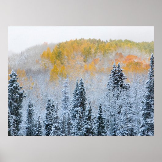 Herbstfarben von Aspens & Fresh Snow Keebler Pass Poster (Vorne)