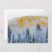 Herbstfarben von Aspens & Fresh Snow Keebler Pass Postkarte (Vorne/Hinten)