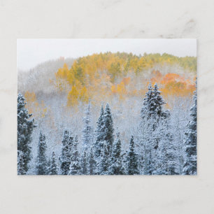 Herbstfarben von Aspens & Fresh Snow Keebler Pass Postkarte