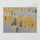 Herbstfarben von Aspens & Fresh Snow Keebler Pass Postkarte (Vorderseite)