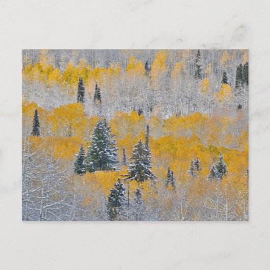 Herbstfarben von Aspens & Fresh Snow Keebler Pass Postkarte (Vorderseite)