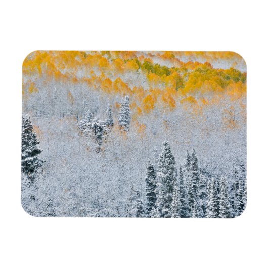 Herbstfarben von Aspens | Rocky Mountains, Colorad Magnet (Horizontal)