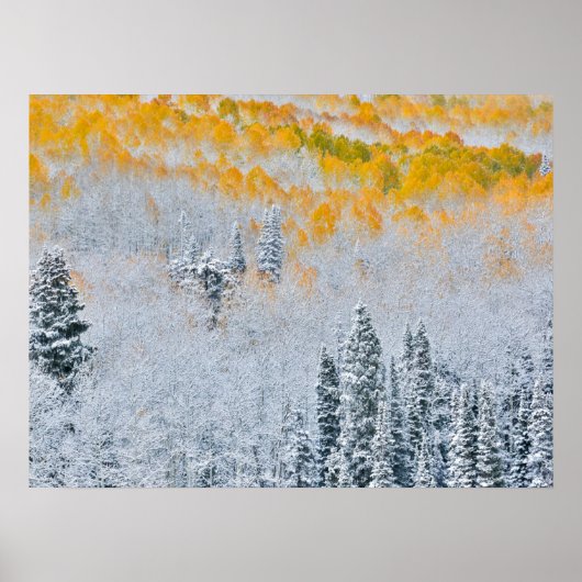 Herbstfarben von Aspens | Rocky Mountains, Colorad Poster (Vorne)