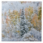 Herbstfarben von Aspens & Snow Keebler Pass Fliese (Vorderseite)