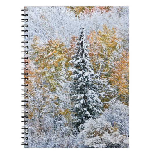 Herbstfarben von Aspens & Snow Keebler Pass Notizblock (Vorderseite)