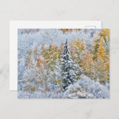 Herbstfarben von Aspens & Snow Keebler Pass Postkarte (Vorne/Hinten)