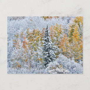 Herbstfarben von Aspens & Snow Keebler Pass Postkarte