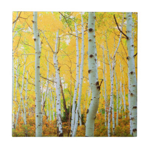 Herbstfarben von Espen 1 Fliese