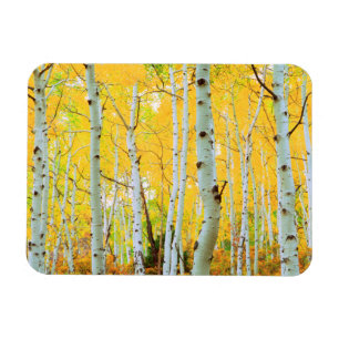 Herbstfarben von Espen 1 Magnet