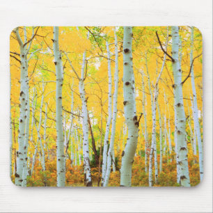 Herbstfarben von Espen 1 Mousepad