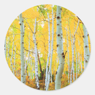 Herbstfarben von Espen 1 Runder Aufkleber