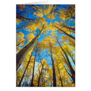Herbstfarben von Espen 2