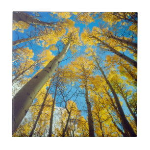 Herbstfarben von Espen 2 Fliese