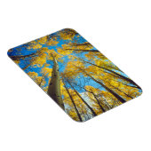 Herbstfarben von Espen 2 Magnet (Rechte Seite)