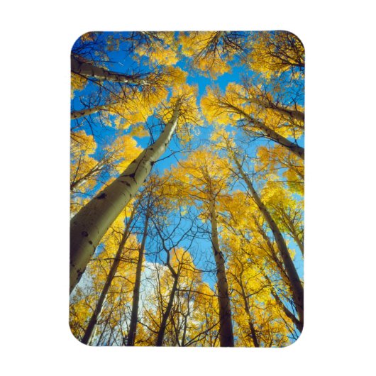 Herbstfarben von Espen 2 Magnet (Vertikal)