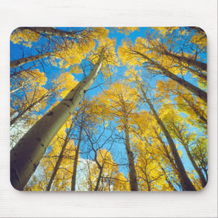 Herbstfarben von Espen 2 Mousepad