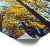 Herbstfarben von Espen 2 Poster (Ecke)