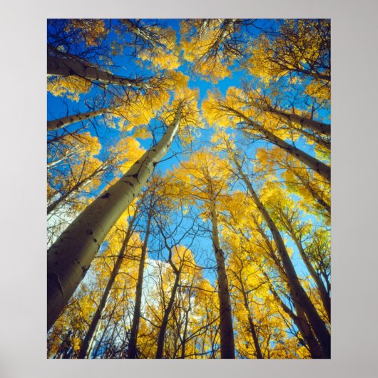 Herbstfarben von Espen 2 Poster (Vorne)