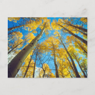 Herbstfarben von Espen 2 Postkarte