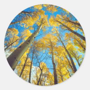 Herbstfarben von Espen 2 Runder Aufkleber