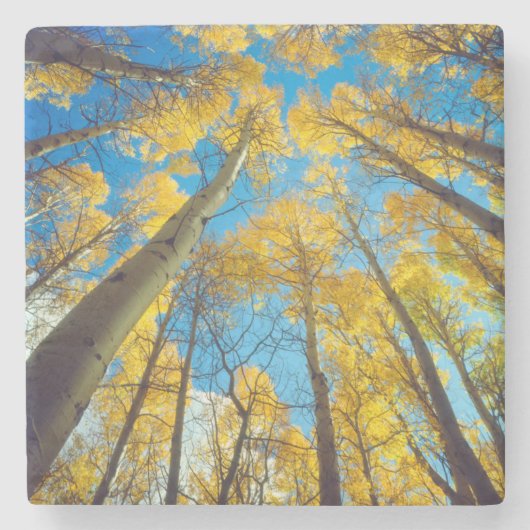 Herbstfarben von Espen 2 Steinuntersetzer (Vorderseite)