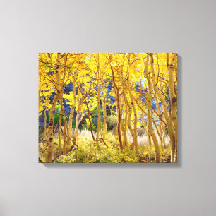 Herbstfarben von Espen 3 Leinwanddruck