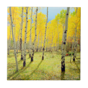 Herbstfarben von Espen 4 Fliese