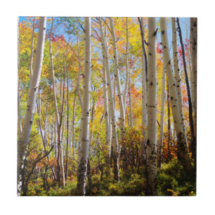 Herbstfarben von Espen 5 Fliese