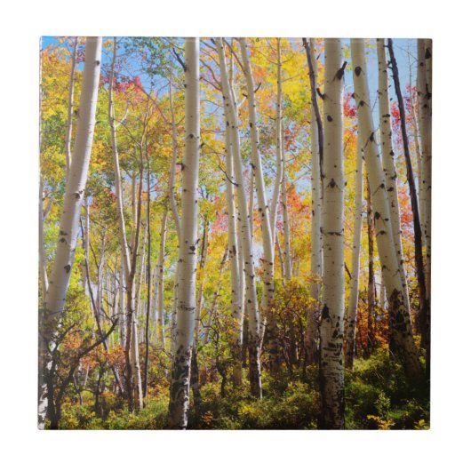 Herbstfarben von Espen 5 Fliese (Vorderseite)